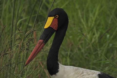 Budget Kruger &amp; Panorama meerdaagse tour vanuit Johannesburg5-daagse budgetreis naar Kruger &amp; Panorama