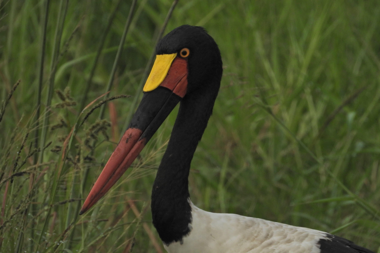 Budget Kruger &amp; Panorama meerdaagse tour vanuit Johannesburg5-daagse budgetreis naar Kruger &amp; Panorama