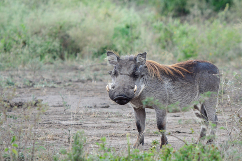 Tour di 7 giorni in Ruanda e Uganda: trekking dei primati e fauna selvatica