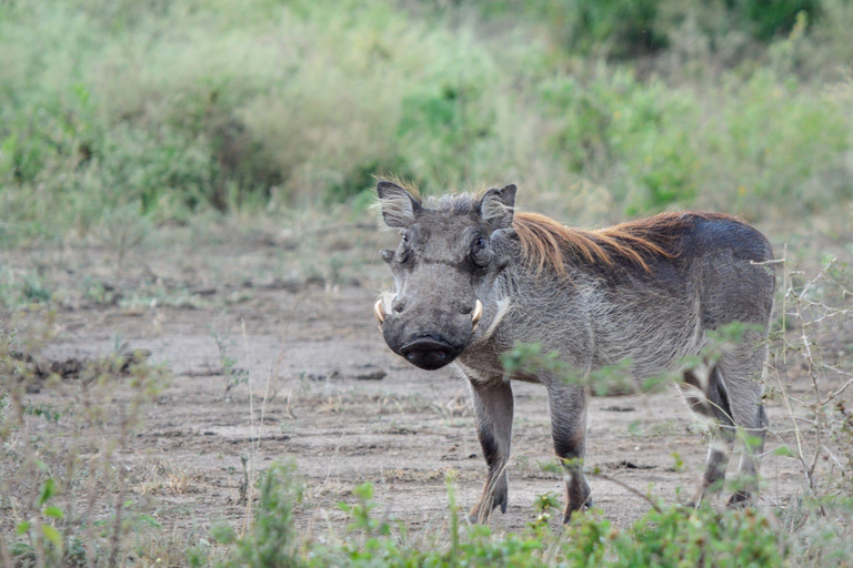 Tour di 7 giorni in Ruanda e Uganda: trekking dei primati e fauna selvatica