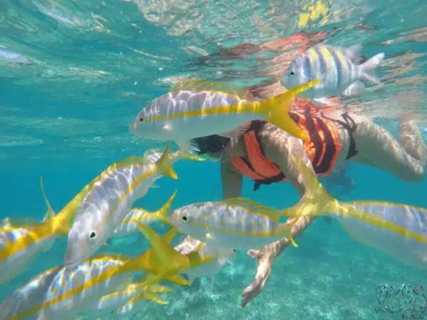 Snorkeling at Puerto Morelos reefs national park | GetYourGuide