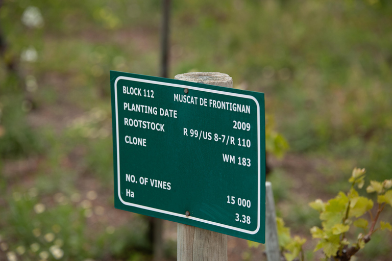 Constantia: Wine Walk with Lunch and Enchanting Stories