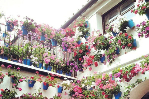 Concours des patios de Cordoue : une expérience unique mêlant fleurs et tradition.Concours des cours de Cordoue : une expérience unique de fleurs et de tradition.