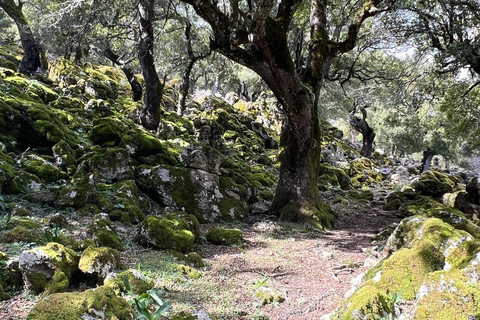 Kreta: Sarakina-Schlucht, Wälder und Südküsten-Safari