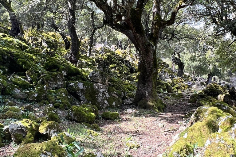 Kreta: Sarakina-Schlucht, Wälder und Südküsten-Safari