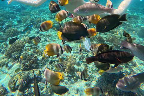 Lombok: Pink Beach & Gili Islands Snorkeling with Boat Trip