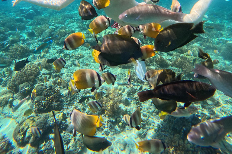 Lombok: Pink Beach & Gili Islands Snorkeling with Boat Trip