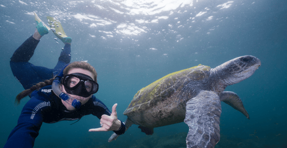 Tweed Heads: Snorkel With the Turtles