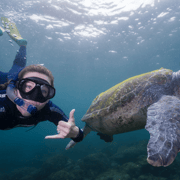Tweed Heads: Snorkel With the Turtles