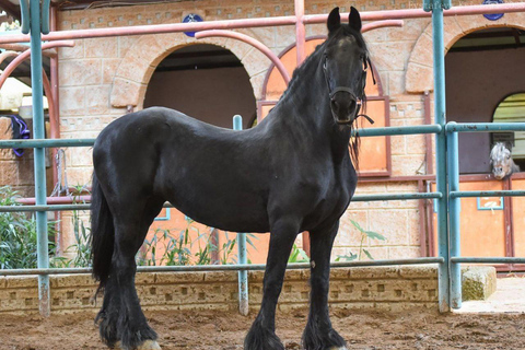 Side: Horse Safari and Family Activity Park Entry 2-Hour Extended Horse Safari Experience