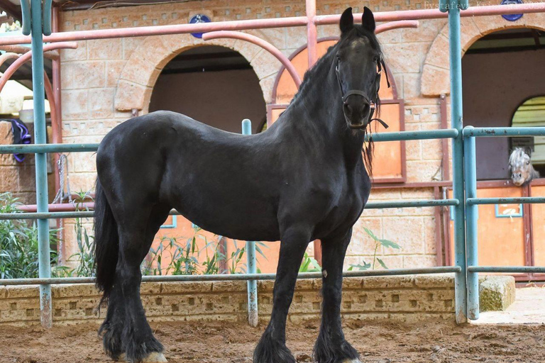 Side: Horse Safari and Family Activity Park Entry 2-Hour Extended Horse Safari Experience