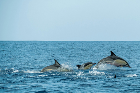 Mauritius: Whale and Dolphin Watching Speedboat Tour