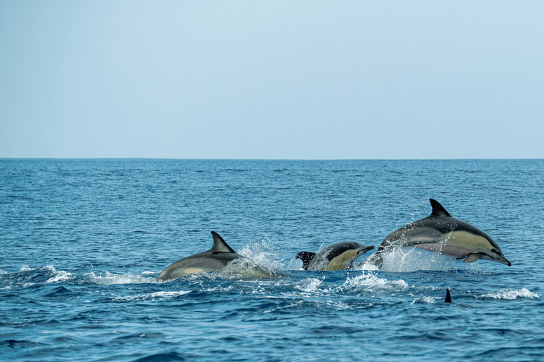 Mauritius: Whale and Dolphin Watching Speedboat Tour
