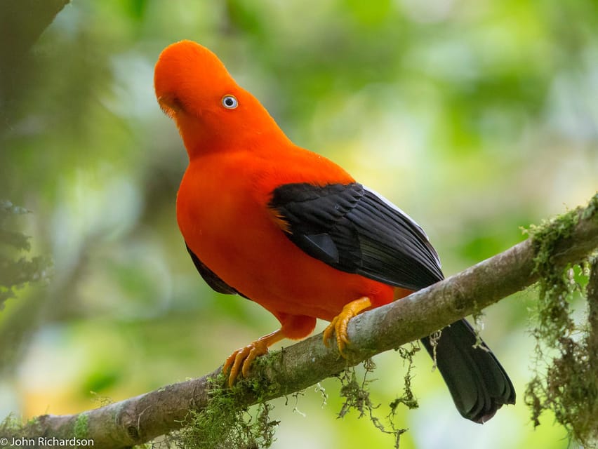 4 Days Manu Rainforest Tour | GetYourGuide