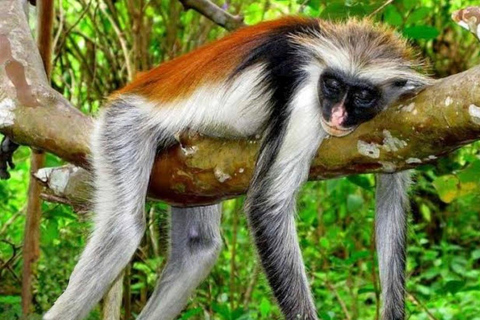 Zanzibar: Jozani-skogen, kryddgård, privat tur i Stenstaden