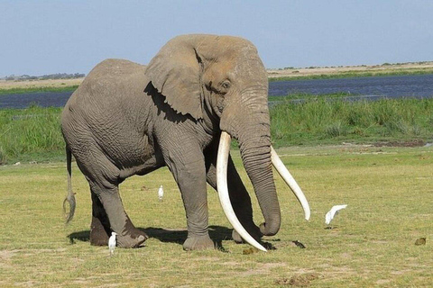 Nairobi: 2-Day Amboseli National Park Private Safari