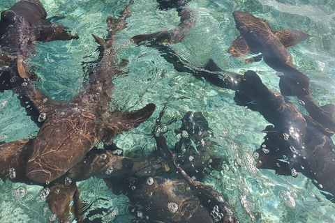 Caye Caulker Snorkeling & Secret Beach Day Tour