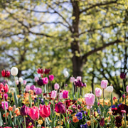 Sydney: Canberra Floriade Festival & Tulip Top Gardens Tour