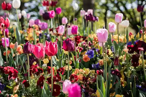 Sydney: Canberra Floriade Festival & Tulip Top Gardens Tour