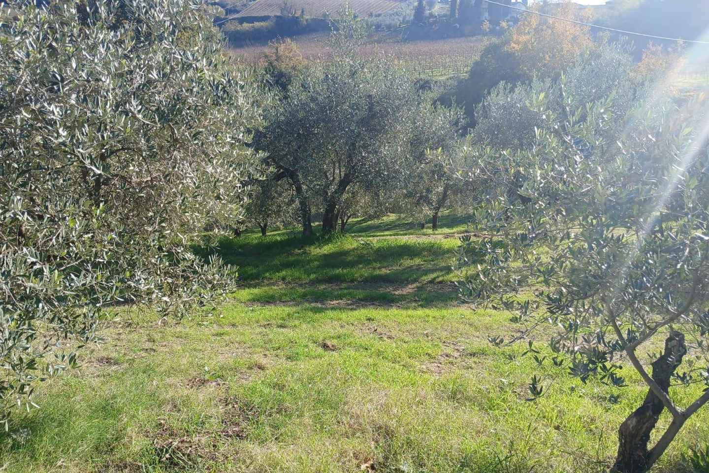 San Gimignano: Winery Visit with Picnic in Olive Grove