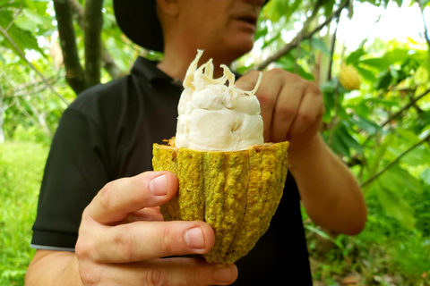 Rainforest Combo : Chocolate, Sloth & Nature