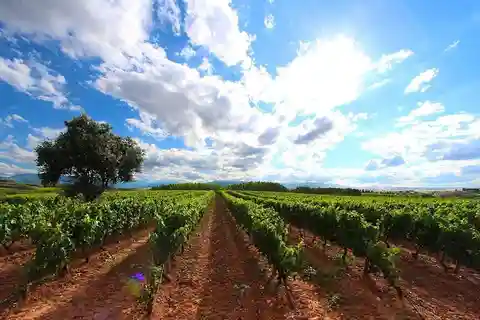 Rioja: Wine tasting and sampling at the Martínez Alesanco family winery