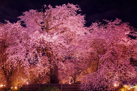 Limited Kyoto Evening: Sakura, Sake & Night Festival Vibes Package A: Cherry Blossom Limited - Sakura Drinking Party