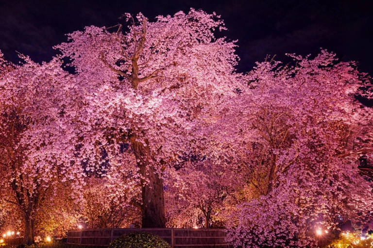 Limited Kyoto Evening: Sakura, Sake & Night Festival Vibes Package A: Cherry Blossom Limited - Sakura Drinking Party