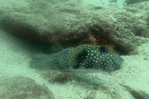 De Puerto Ayora: Passeio de um dia em Pinzon em um cruzeiro guiado em Galápagos