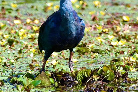 Talangama Wetlands Birdwatching & Local Village Experience