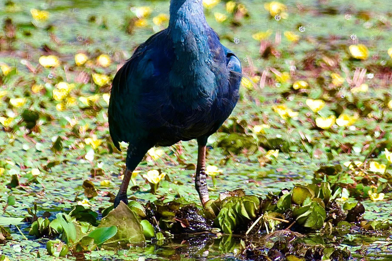 Talangama Wetlands Birdwatching & Local Village Experience