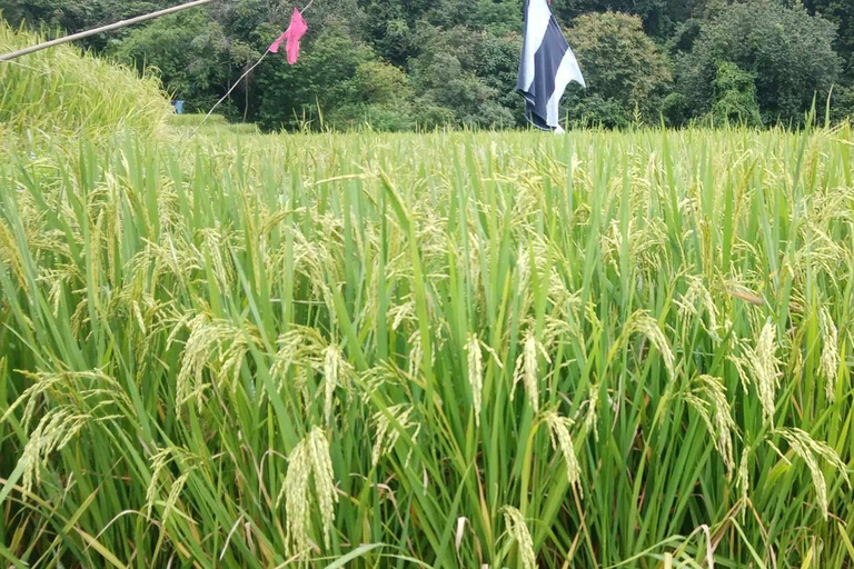 Chiang Mai: jungletocht, olifanten en verblijf in een bergstamdorpChiang Mai: tweedaagse jungletocht met verblijf in de bergstam