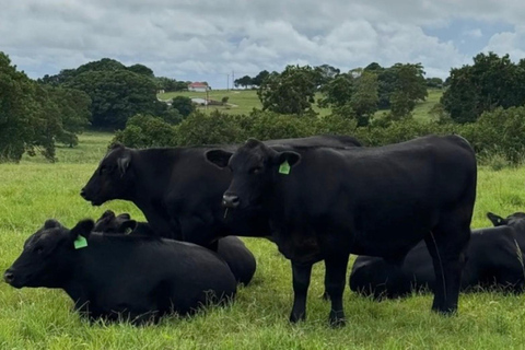 Brisbane: Byron Bay Day Trip with Lighthouse & Farm Visit