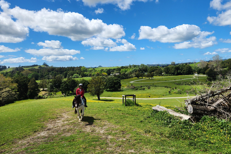 Auckland: Honey Center, Horse Riding & Sheep World Tour