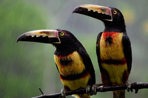 Palomino: Guided Birdwatching Tour with Hotel Pickup
