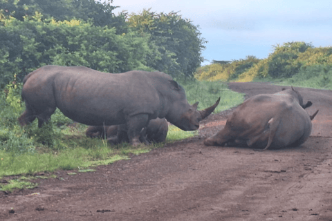 Parco Nazionale di Nairobi Game Drive