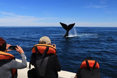 Whales in Peninsula Valdés: Coastal and Boat Whale Watching