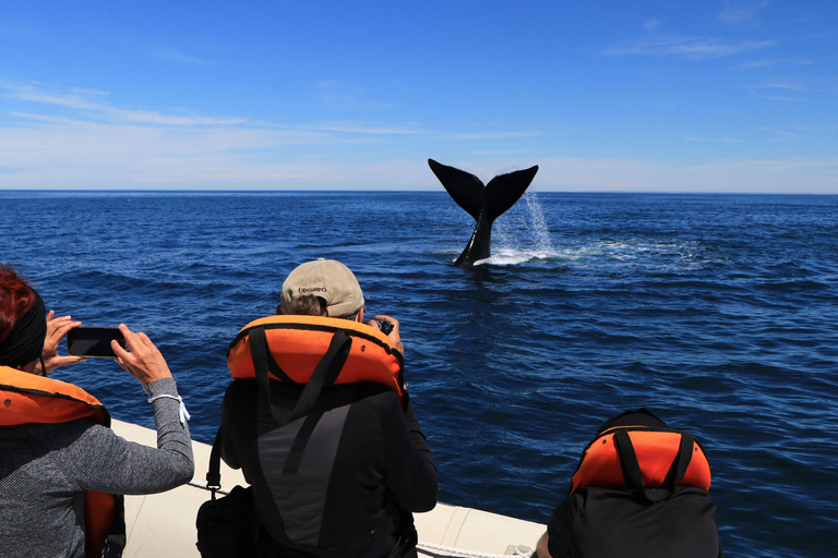Whales in Peninsula Valdés: Coastal and Boat Whale Watching