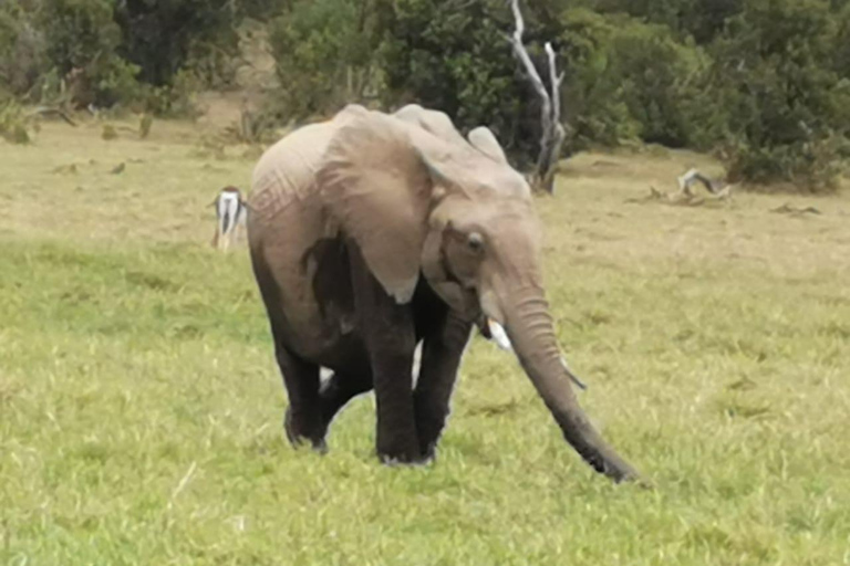 Von Nairobi: 3-tägige Amboseli-Nationalpark-Safari