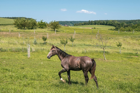 Girona: Horse Riding Experience with Catalan Food Tour