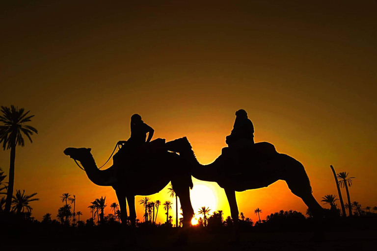 Passeio de camelo em Palmerie de MarrakechPasseio de camelo em Marrakech