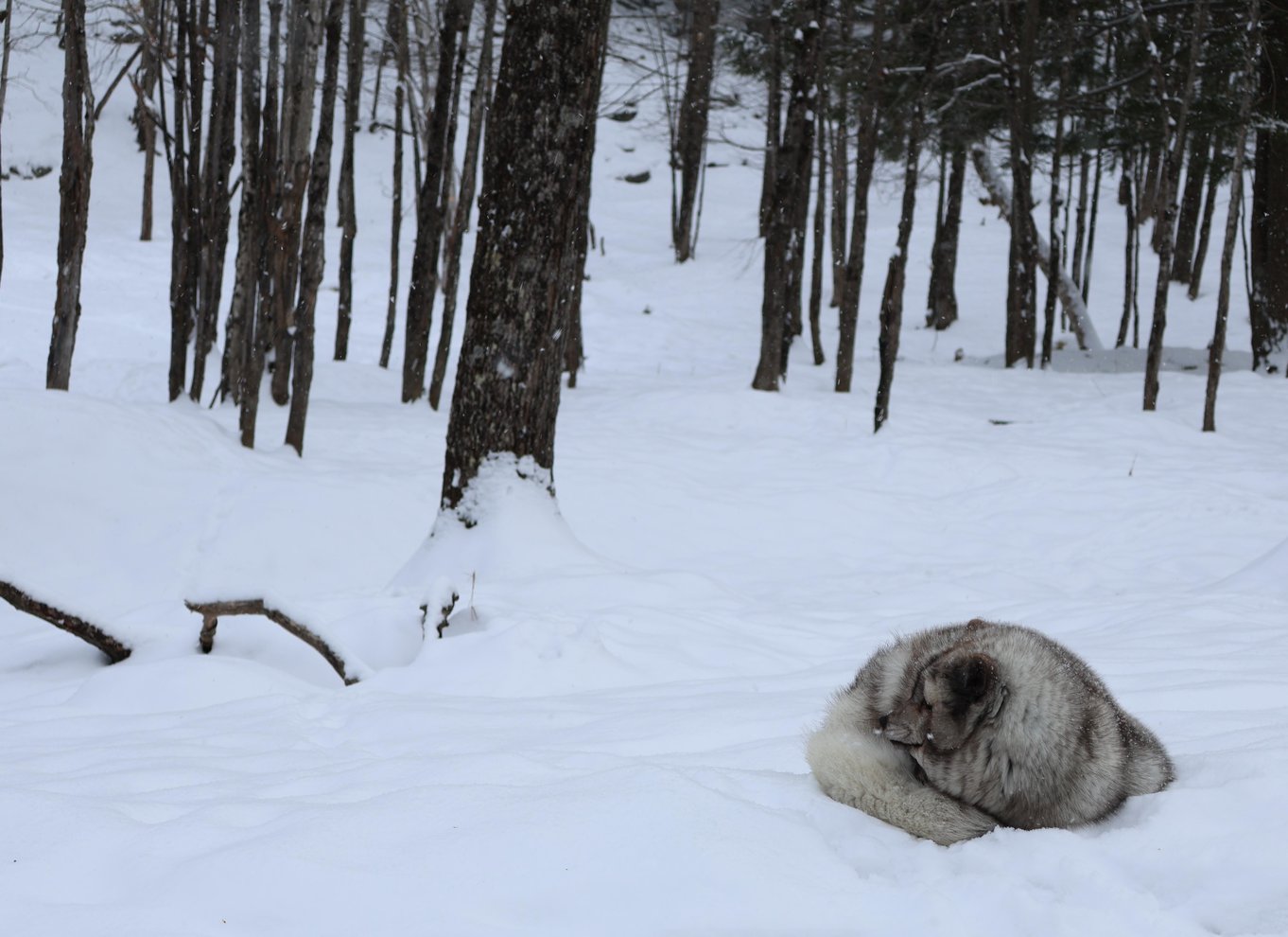 Fra Montreal: Omega Park Wildlife Safari Calling Sounds