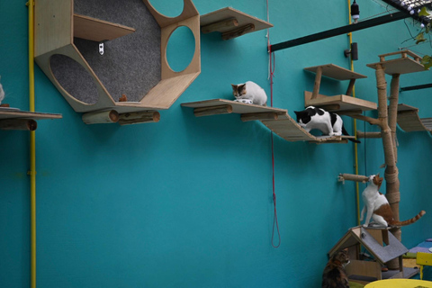 Atenas: visita a um café com gatos, com bebida e doceAtenas: Visita ao Cat Cafe com Drink and Sweet