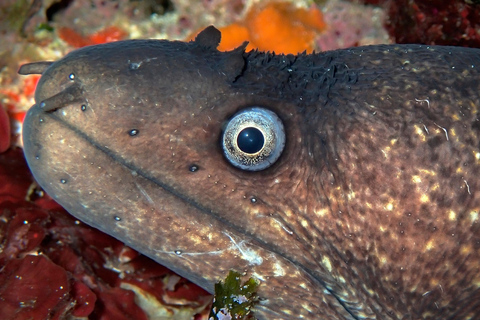 Menorca: Double Dive (IMPORTANT: Certification REQUIRED)