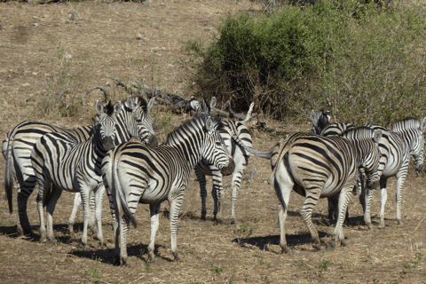 Excursion d'une journée dans la réserve de Moremi