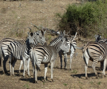 Makgadikgadi Day Trip