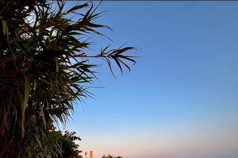 Golfo Aranci: transparent or traditional kayak, dolphins, and aperitif Sunset Tour in a Traditional Kayak with Aperitivo and Dolphins