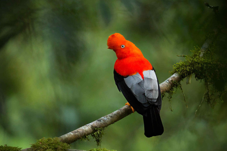 From Cusco: Manu Wildlife & Cloud Forest 3-Day Adventure