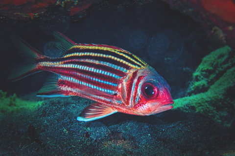 FROM PAPHOS: Snorkeling at Moulia Rocks (boat)
