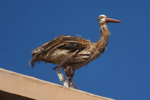 Agadir : Vallée du Paradis + balade à dos de chameau et repas dans une ancienne kasbah